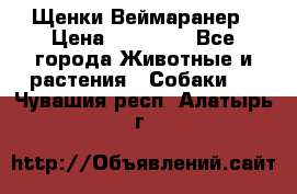 Щенки Веймаранер › Цена ­ 40 000 - Все города Животные и растения » Собаки   . Чувашия респ.,Алатырь г.